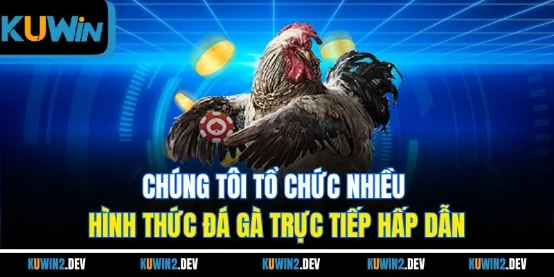 Chúng tôi tổ chức nhiều hình thức đá gà trực tiếp hấp dẫn