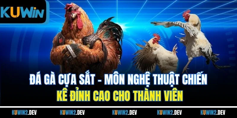 Đá Gà Cựa Sắt | Môn Nghệ Thuật Chiến Kê Đỉnh Cao Cho Thành Viên