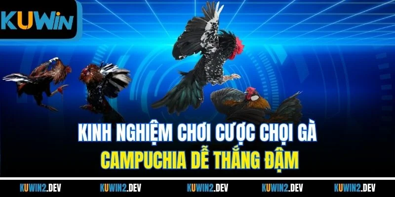 Kinh nghiệm chơi cược chọi gà Campuchia dễ thắng đậm